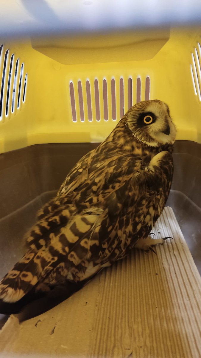 Guardas_na's tweet image. Tras aviso de un particular, se ha recogido este ejemplar de Lechuza campestre, que se había enganchado en un alambre de espino. Tras ser cuidada y alimentada, en el #CRFS de ILUNDAIN, se procede a su suelta de nuevo en la naturaleza.