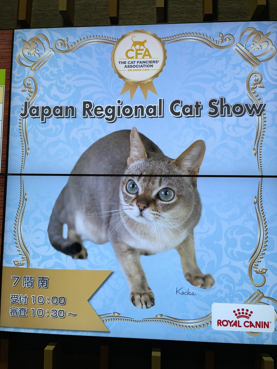 tokyobremen2016's tweet photo. 先日都内でCFAキャットショーが行われ
本校の学生がアシスタントとして参加しました👏🏻✨
珍しい猫ちゃんもたくさんいて
学生達も大変勉強になりました😊✨
学んだことをしっかり学校で
活かしていきましょう‼️📚
お疲れ様でした✨☺️
#CFA #キャットショー #猫 #ねこ #CFAcatshow https://t.co/sy4OCXLiIw