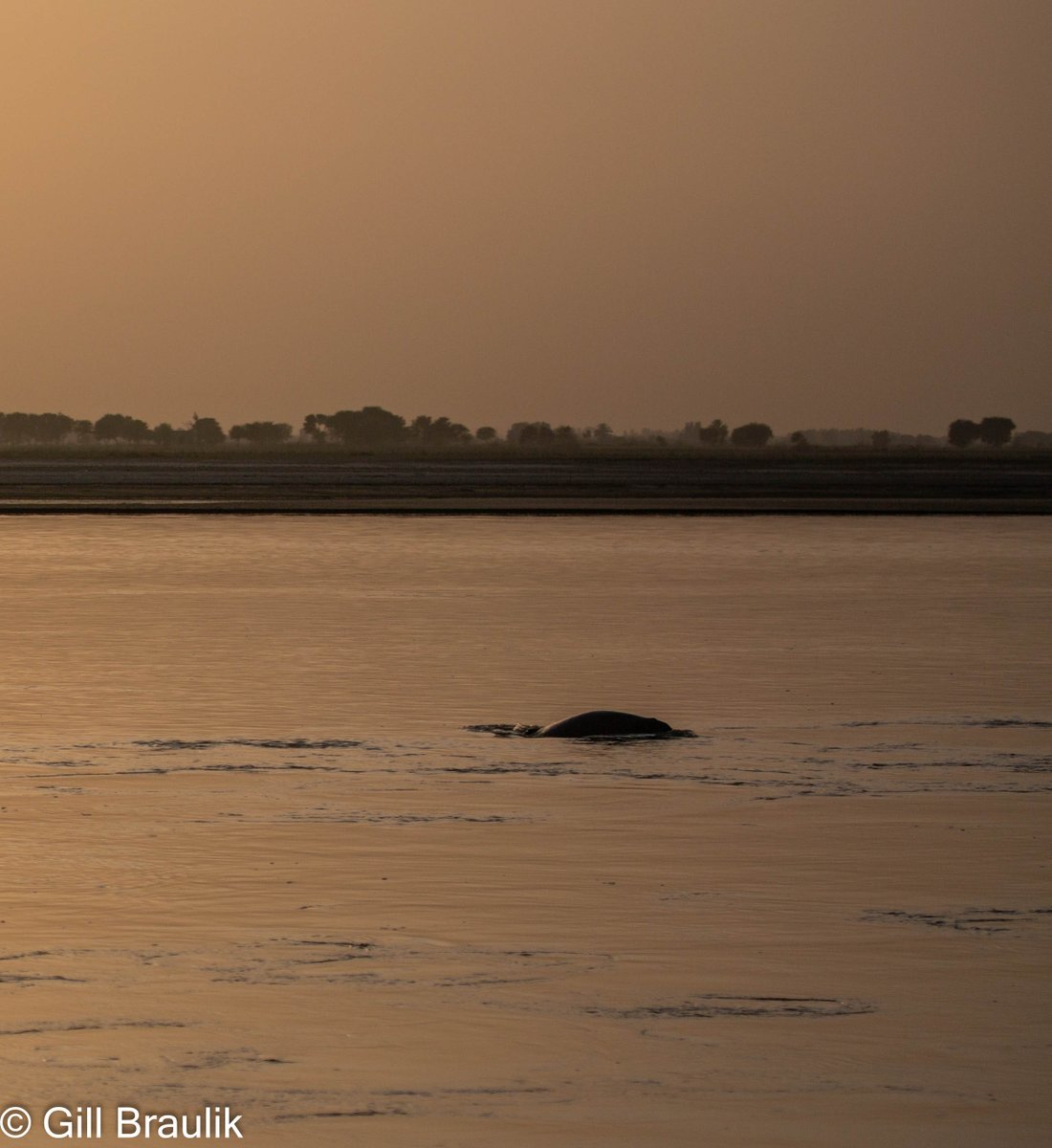 Interested in marine mammal conservation? Check out this new fully funded @SUPERDTP1 PhD opportunity from SMRU researcher @GillBraulik and colleagues on Indus River dolphin. Come and study @univofstandrews ! Closing date: 14th Feb findaphd.com/phds/project/a…