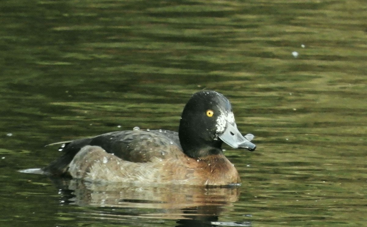 Phil Bull tweet media