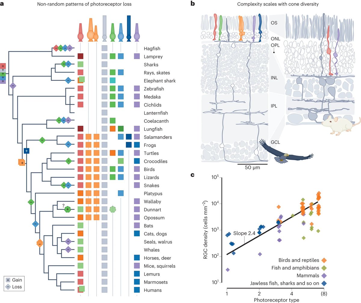 Ancestral photoreceptor diversity as the basis of visual behaviour nature.com/articles/s4155…