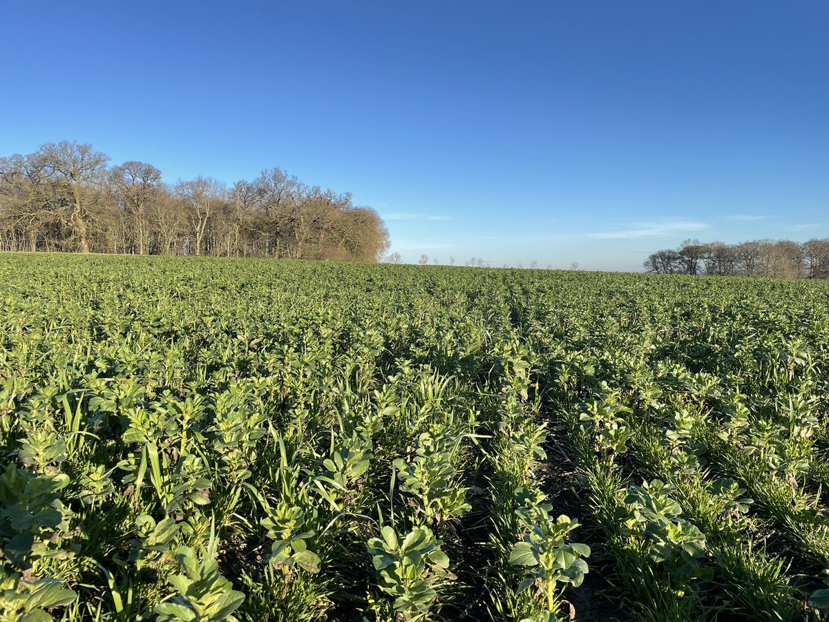 Back in the real world and looking forward to hosting a @ClieNFarms meeting with @AllertonProject next Monday talking about cover cropping and more. 
Open to all, book a place here eventbrite.com/e/cover-croppi…