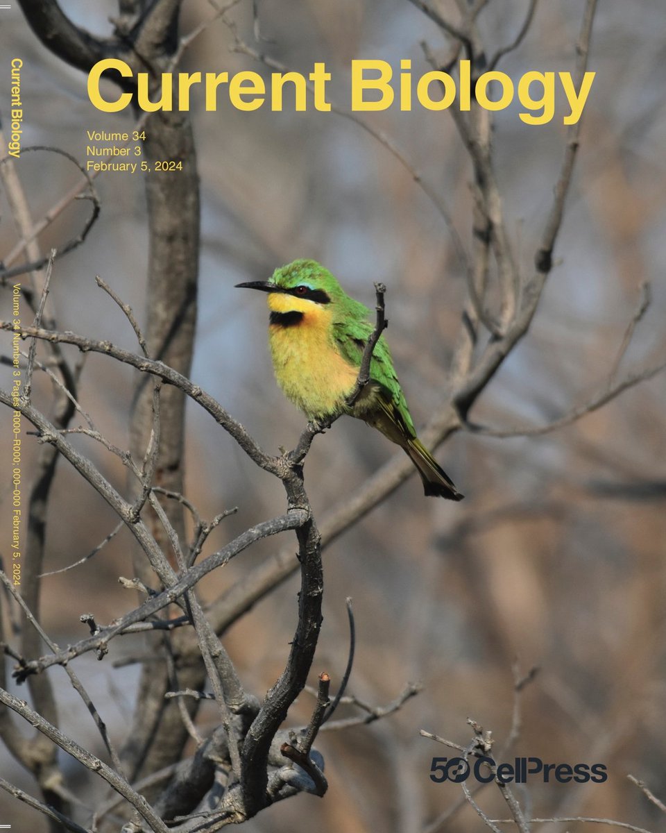 🥁Out on @CurrentBiology 👉Limited ecological opportunity influences the tempo of morphological evolution in birds 🔗cell.com/current-biolog… 👏Congratulations to @JonathanPDrury, Julien Clavel, Joseph A. Tobias, Jonathan Rolland, Catherine Sheard, and @HMorlon