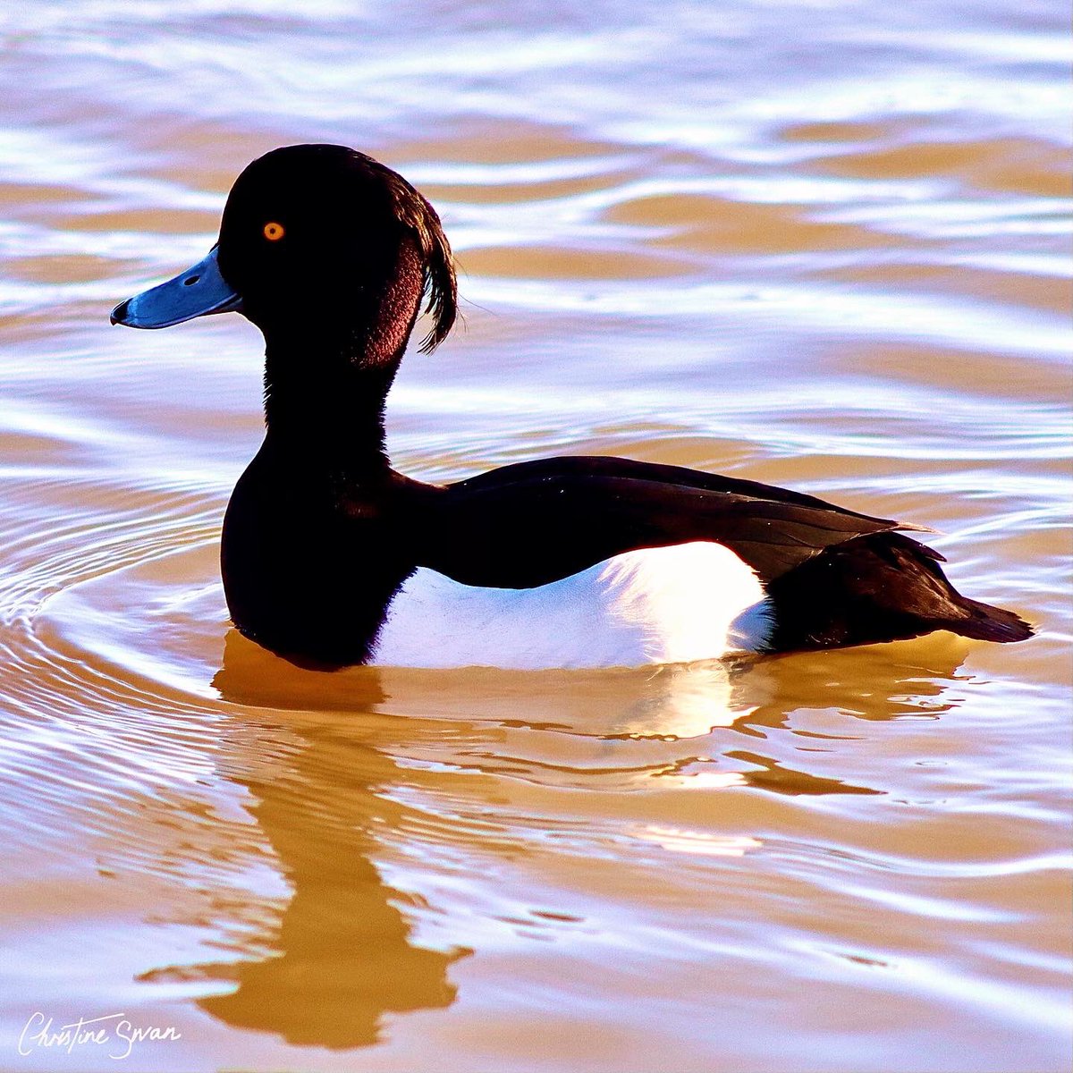 Male Tufted Duck Furzton Lake 

.
.
.

#miltonkeynes  #lovemk  #mk_igers #visitmk #thisismiltonkeynes #unexpectedmk #lovemiltonkeynes #miltonkeynesphotography #scenesfrommk #destinationmk #theparkstrust #miltonkeynesphotos #furztonlake #birdsphotography