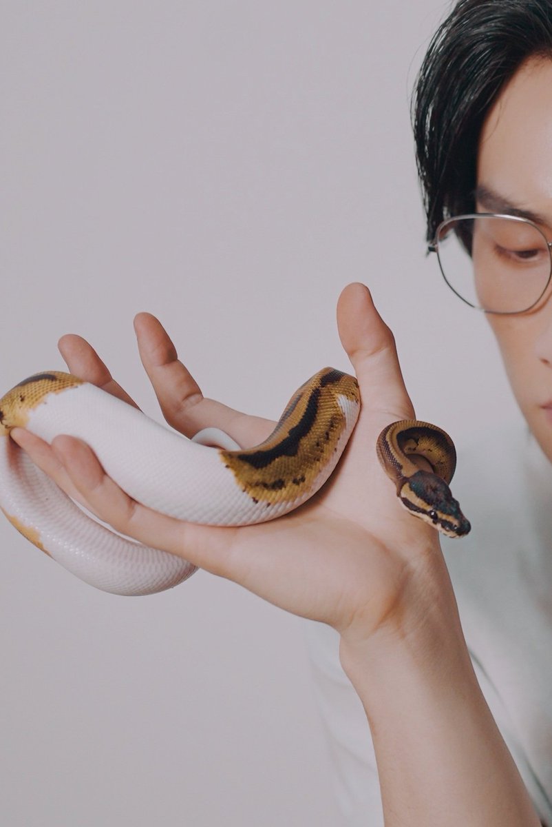 biblesumett's tweet photo. Snake warning 

This is Mochi.
She is a female ball python, full name Kinako Mochi. https://t.co/kcfwUEIZeH