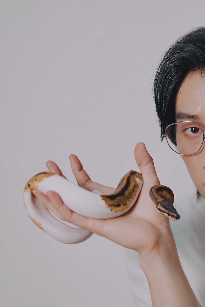 Snake warning 

This is Mochi.
She is a female ball python, full name Kinako Mochi.