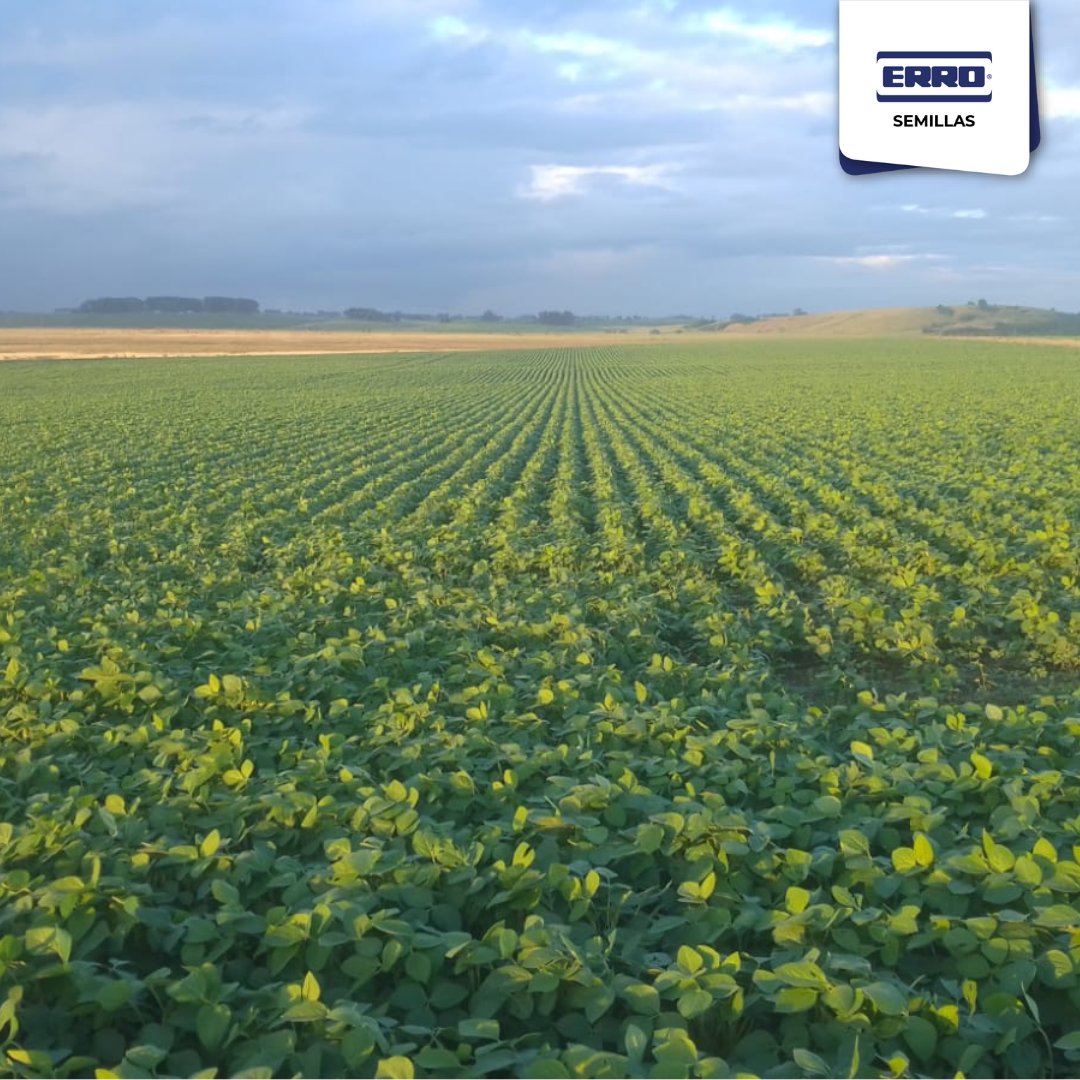 👉Si hay genética y manejo el diferencial aparece.
Variedad: DM Garra STS 🌱
FS: 5/12
Loc: El Mangrullo
Cerro Largo