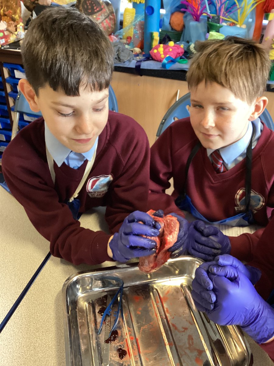 We are so lucky this morning to have a visit from @ImmanuelBD10 to lead us through a heart dissection! We are recapping on our knowledge of the circulatory system from last half term as we go! ❤️ @WeAreBDAT @church_prim #science #circulatorysystem
