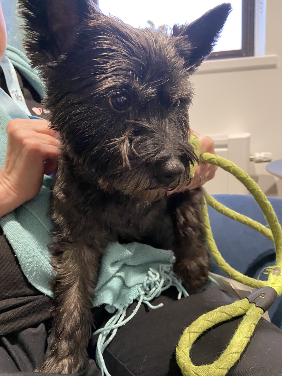 Loved meeting these wee Therapets bring so much joy this morning <a href="/NHSaaa/">NHS Ayrshire & Arran</a>  Rory the Tibetan Terrier and Skye the Cain Terrier.  Loved hearing about all the good work they do 🐾🐾🐶 #therapets