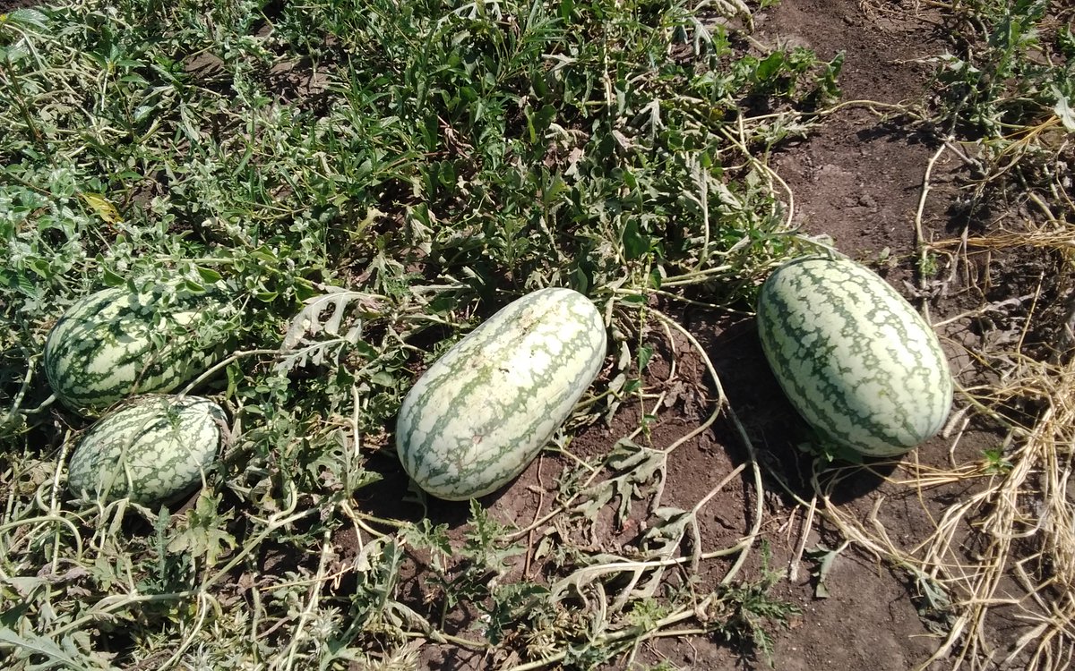 ConcernKenya's tweet photo. What bumper harvest!  This is @marsabit_county where @ConcernKenya through the @funds4disaster is supporting local community members facing #drought recovery through:
✅Providing seeds
✅Farming tools &amp;
✅Farmer trainings

The largest watermelon harvested weighed 6kgs! https://t.co/z00IxVKtc1