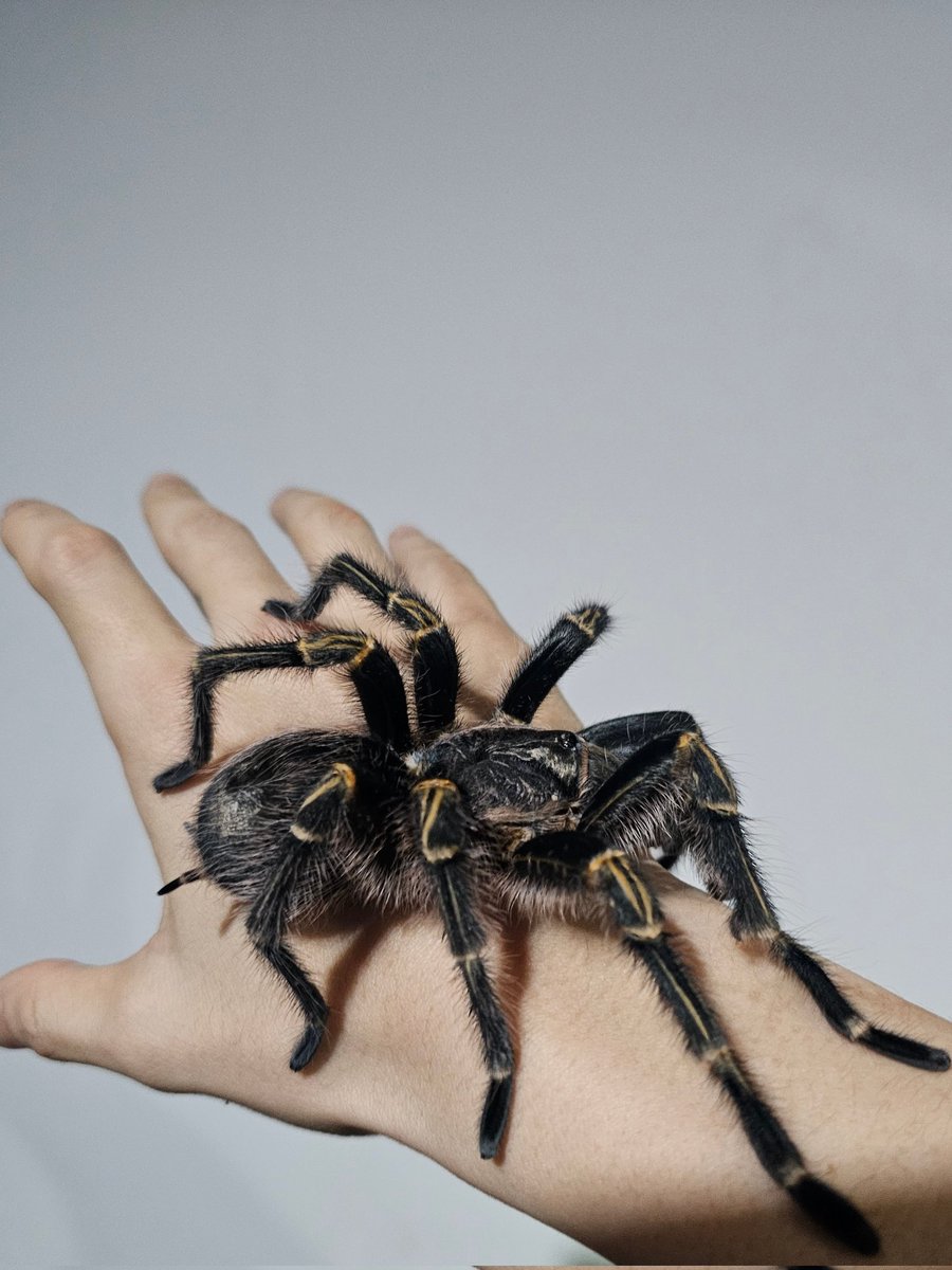 biblesumett's tweet photo. Spider warning 

Fenrir just molted. https://t.co/v3ViMLItE9