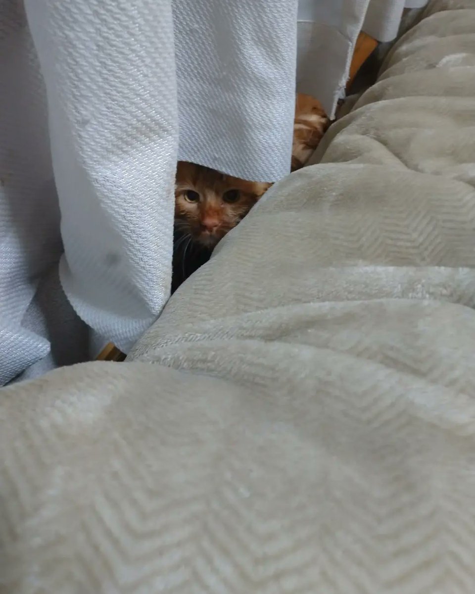 masamonaca51's tweet photo. 猫ちゃん、保護した日からずっと臭かったので、腕なくなる覚悟でいざシャンプー！！
当たり前だけど大暴れ😅
メインクーン(仮)からアビシニアンに大変身！
清潔さと引換に、二人の関係はまた振り出しに戻りましたとさ(´•ω•`)

#迷子猫 #札幌市豊平区 #札幌市白石区 #茶トラ #メインクーン似 https://t.co/3ybV5Ntoy4
