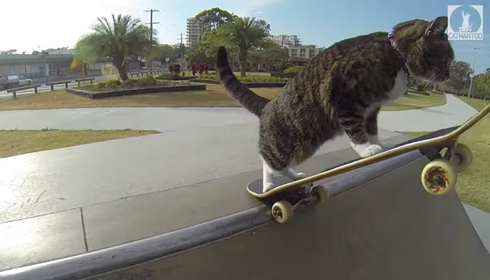 SkateCatOnSol's tweet photo. cat finna drop in. never be scared of a dip

$SCATE https://t.co/VsO6yMooGz