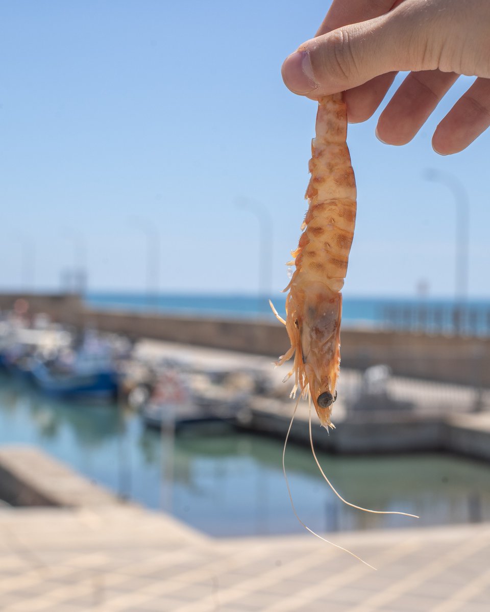 🦐 El llagostí, el producte del mar per excel·lència d' #Alcanar! Veniu a assaborir-lo en qualsevol dels restaurants de les Cases d’Alcanar 😋 ℹ️ alcanarturisme.es @alcanarturisme @terresebretur @somgastronomia