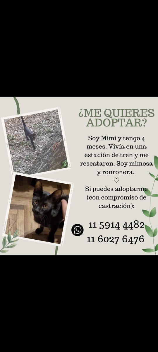 Pipiii_7's tweet photo. @cremadesstrella @bianpuki Yo estoy en la misma con esta bebe. 2 meses para agarrarla para que despues nadie consulte por ella:( https://t.co/mXXS0YBT9Z