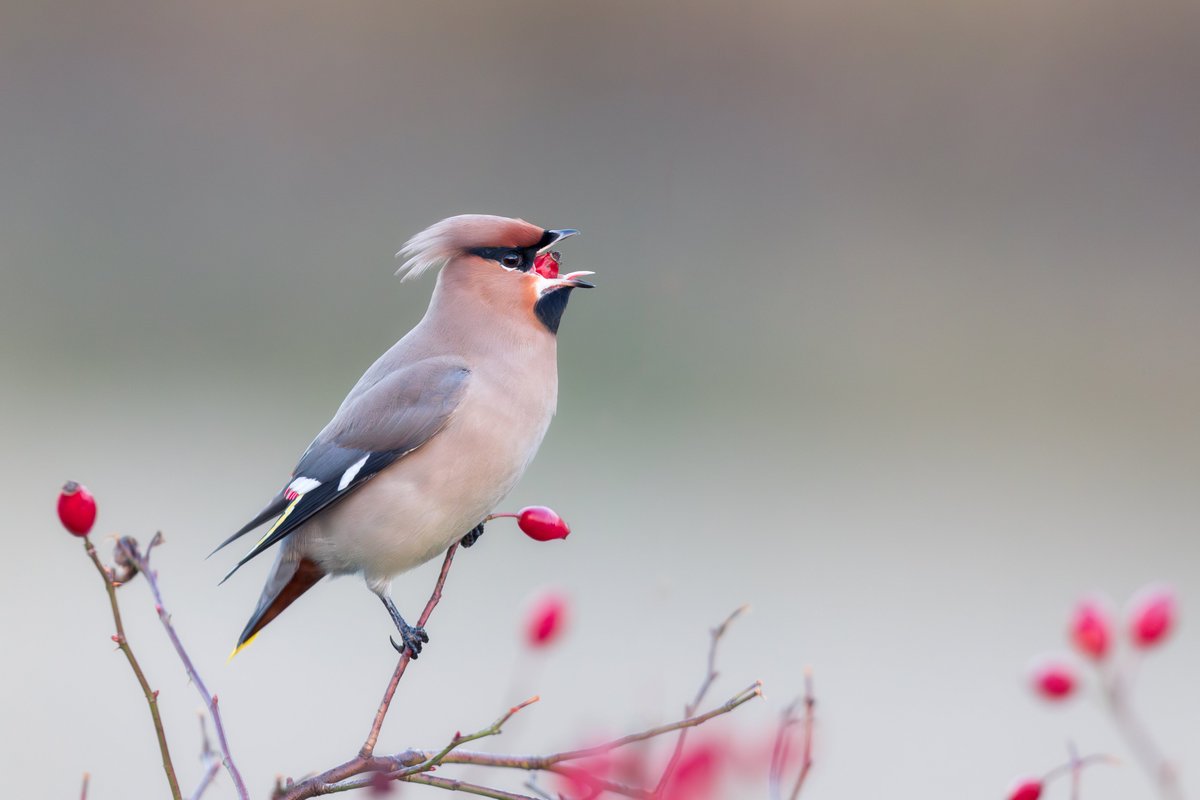 Been great watching the waxwings so close to home in the last week 
#fsprintmonday #wexmondays