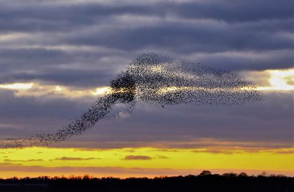 (AL) How do Starlings in a murmuration fly in such unison? Thanks to research, we know that each Starling reacts to the movements of the nearest seven birds in the flock. This keeps the birds together, and allows the flock to shapeshift with apparent ease.

📸Philomena Brady