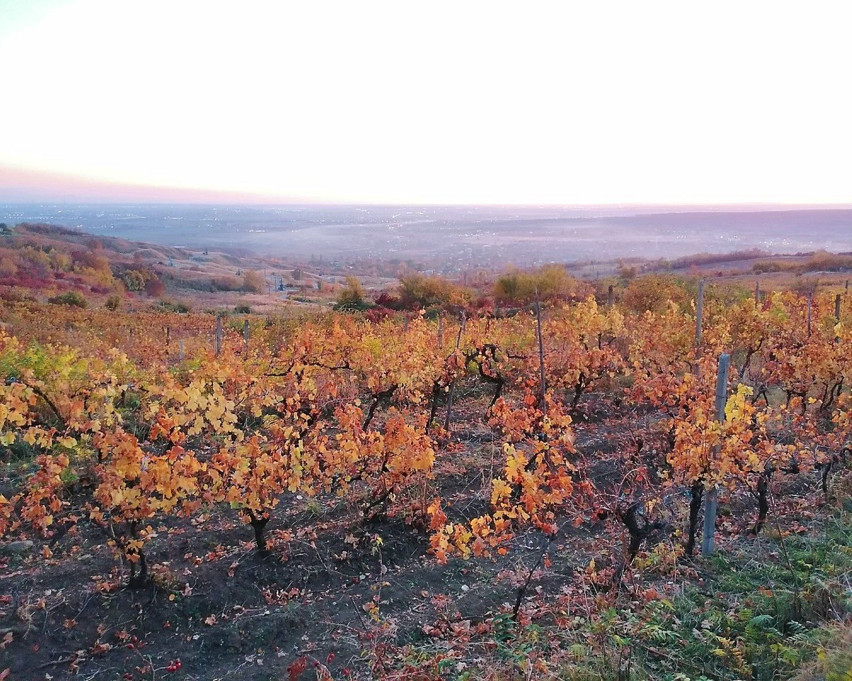 GuideToRomania's tweet image. Romanian vineyard! [buff.ly/44amYZL] #DraculaLand #Romania #Ploiesti #Seciu #vineyard #wine #beautifulview #nature
