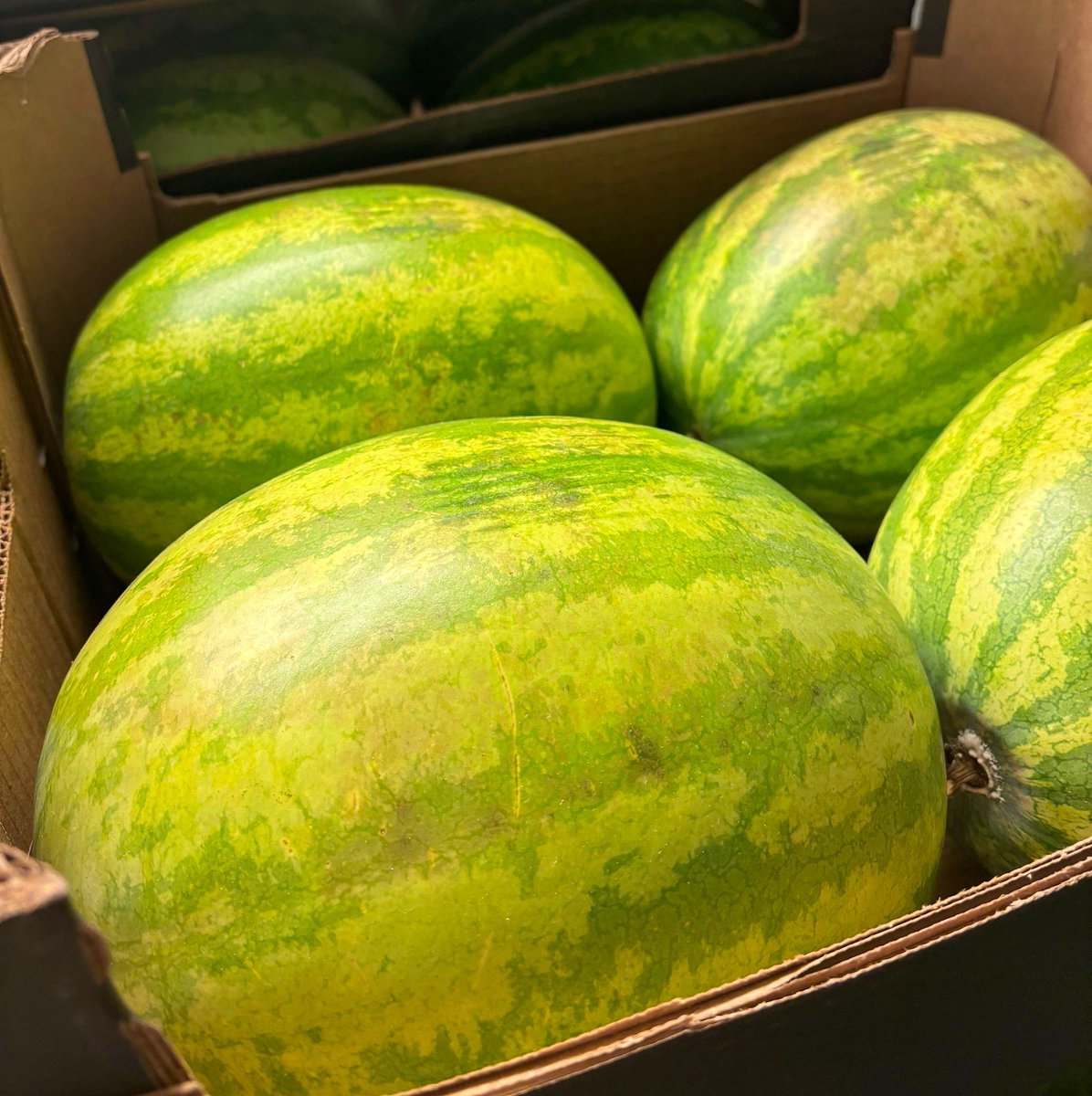 We carried a watermelon! 🍉 💃 They may be bigger than their fellow melon relatives, but they come with a big variety for delicious dishes! You can create salsa, yogurt, smoothies, fruit salads, ice lollies, noodle salads, jelly or even just eat them as a snack on their own.