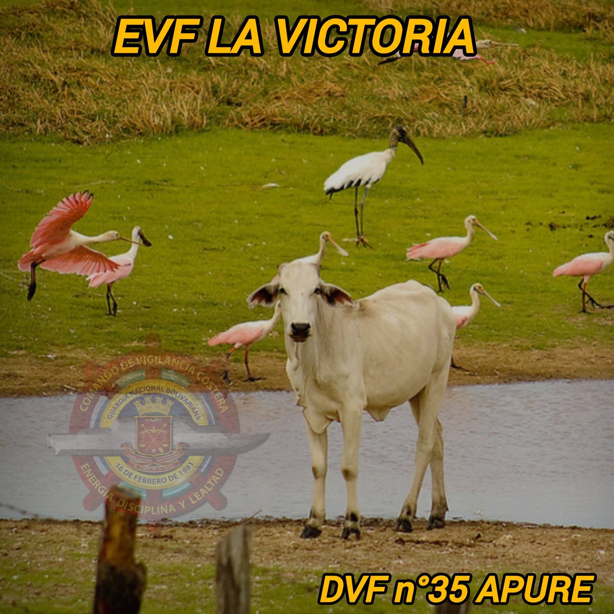 Buenos dias☀️Los grandes cambios no suceden de inmediato, pero con esfuerzo incluso lo difícil se puede volver sencillo.
#EVF_LA_VICTORIA.