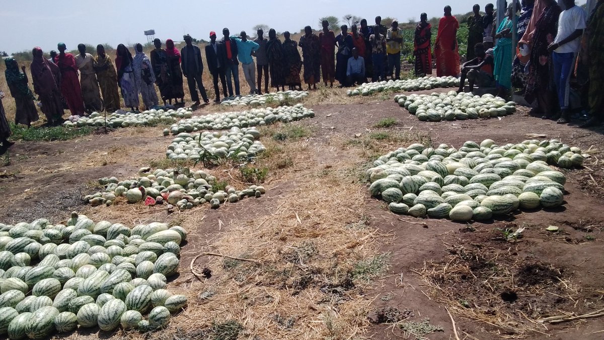 ConcernKenya's tweet photo. What bumper harvest!  This is @marsabit_county where @ConcernKenya through the @funds4disaster is supporting local community members facing #drought recovery through:
✅Providing seeds
✅Farming tools &amp;
✅Farmer trainings

The largest watermelon harvested weighed 6kgs! https://t.co/z00IxVKtc1