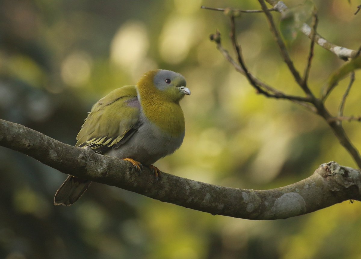 On a cold afternoon .. Yellow footed green #pigeon @IndiAves #IndiAves #birdwatching #BirdsSeenIn2024