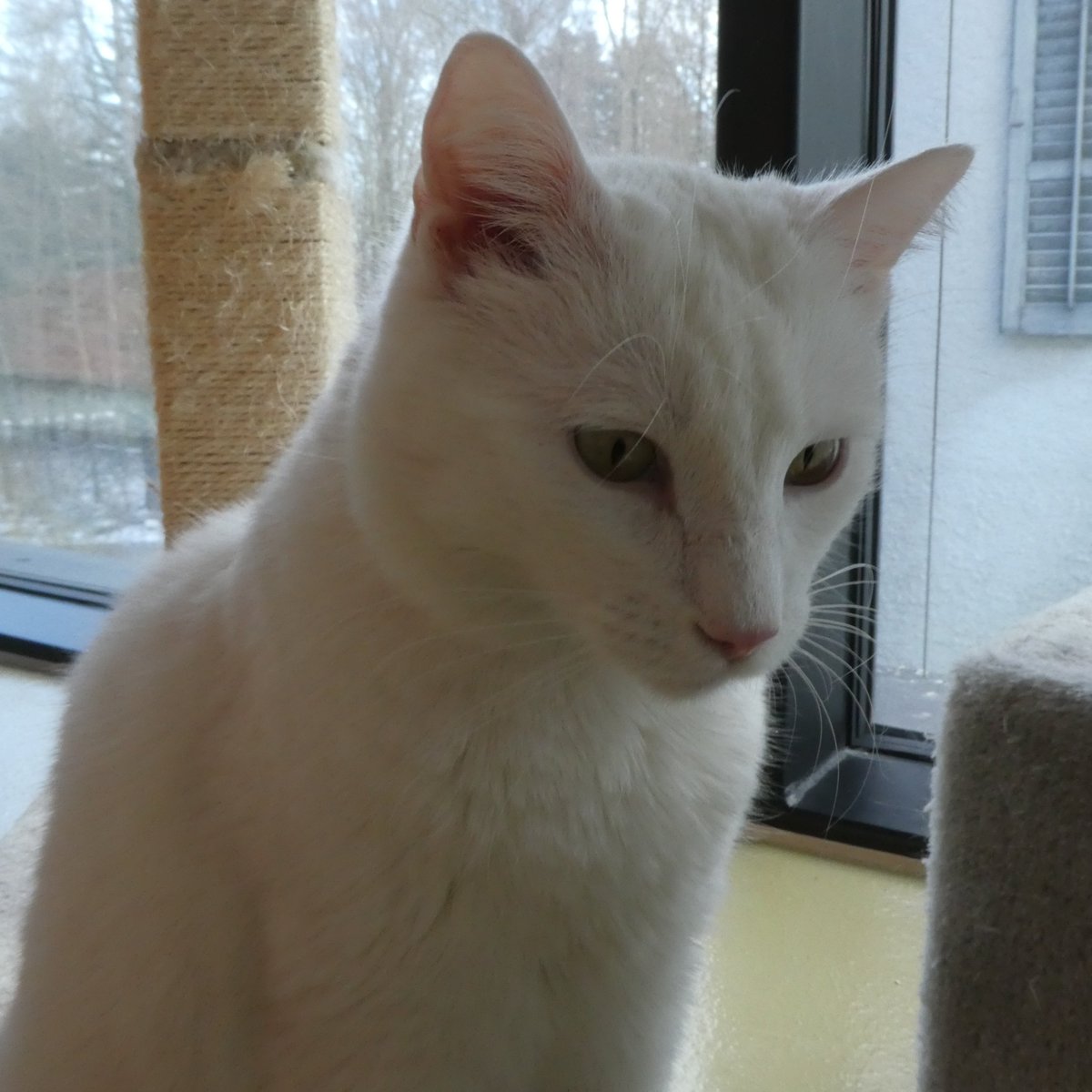 Guten Abend miteinander
mit Nino, Tierheim. #Katzen