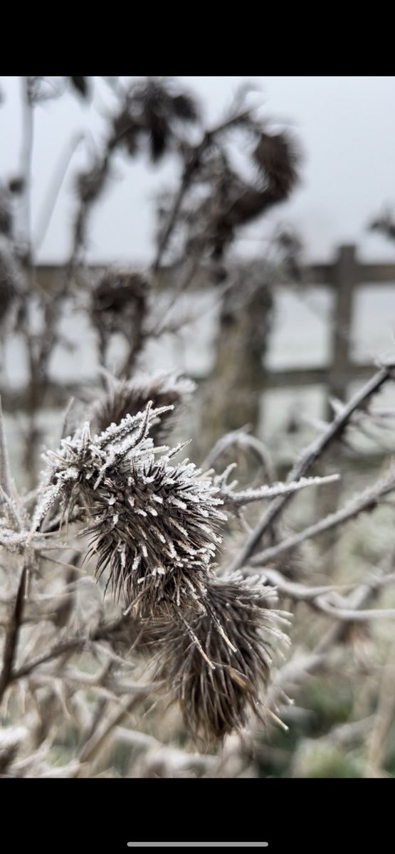 Frozen cobwebs and frosty leaves - it’s another magical 🥶 Monday 🪄 🌱 ☃️ 

#londonfrost #morningmotivation #mondaymotivation #kindergarden #naturelover #naturalbeauty #londoncommunity #londonlife #londonparents #eyfs #studiocultivate #outdoorlearning #londonwildlife #jackfrost