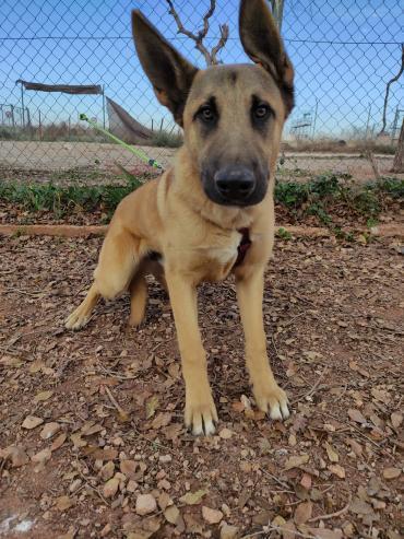 Sportlicher und freundlicher TIMON! (Hund) dlvr.it/T1jnkl