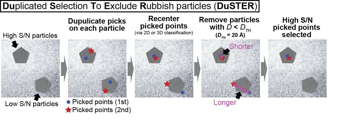 Duplicated Selection To Exclude Rubbish particles (DuSTER) is a method for facilitating the structural analysis of small biomolecules. DuSTER uses the reproducibility of the particle centering during 2D classification to exclude the low S/N. biorxiv.org/content/10.110…