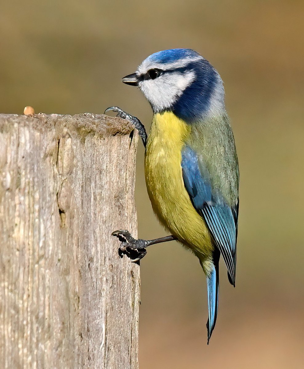 Ooh, there's a seed left! 😀🐦