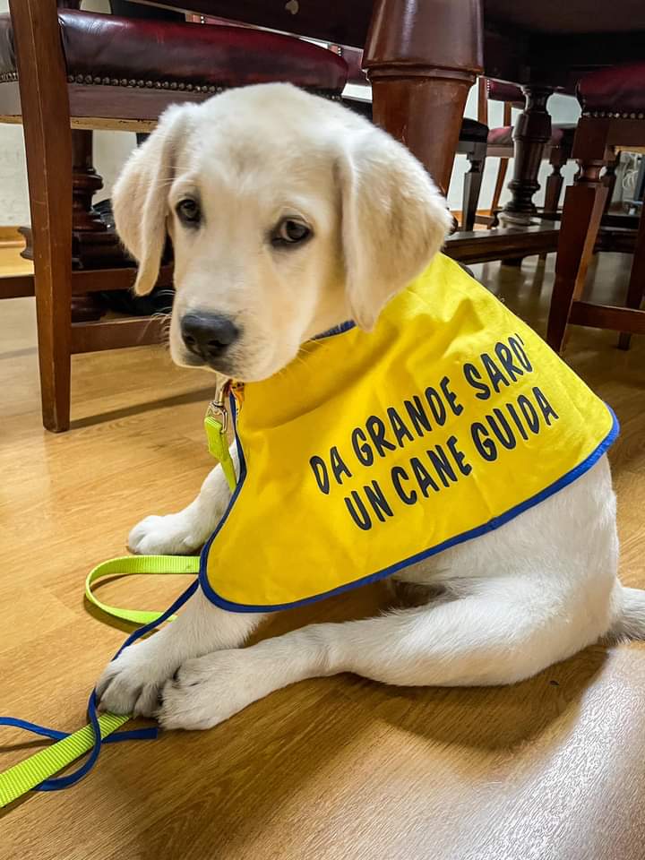 La Scuola nazionale cani guida per ciechi è alla ricerca di nuove famiglie che si rendano disponibili per tenere in affidamento per circa un anno e mezzo uno dei meravigliosi cuccioli che nasceranno già nelle prossime settimane.

👉Scopri di più su toscana-accessibile.it/-/cercasi-fami…