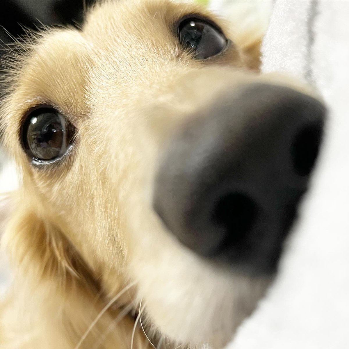 kotomac's tweet photo. 犬ドリルでうちの子の目がぁ〜。
表情豊かではあるけれど〜！
#いぬどりる
#ダックスドリル https://t.co/r5YHZvC6oY