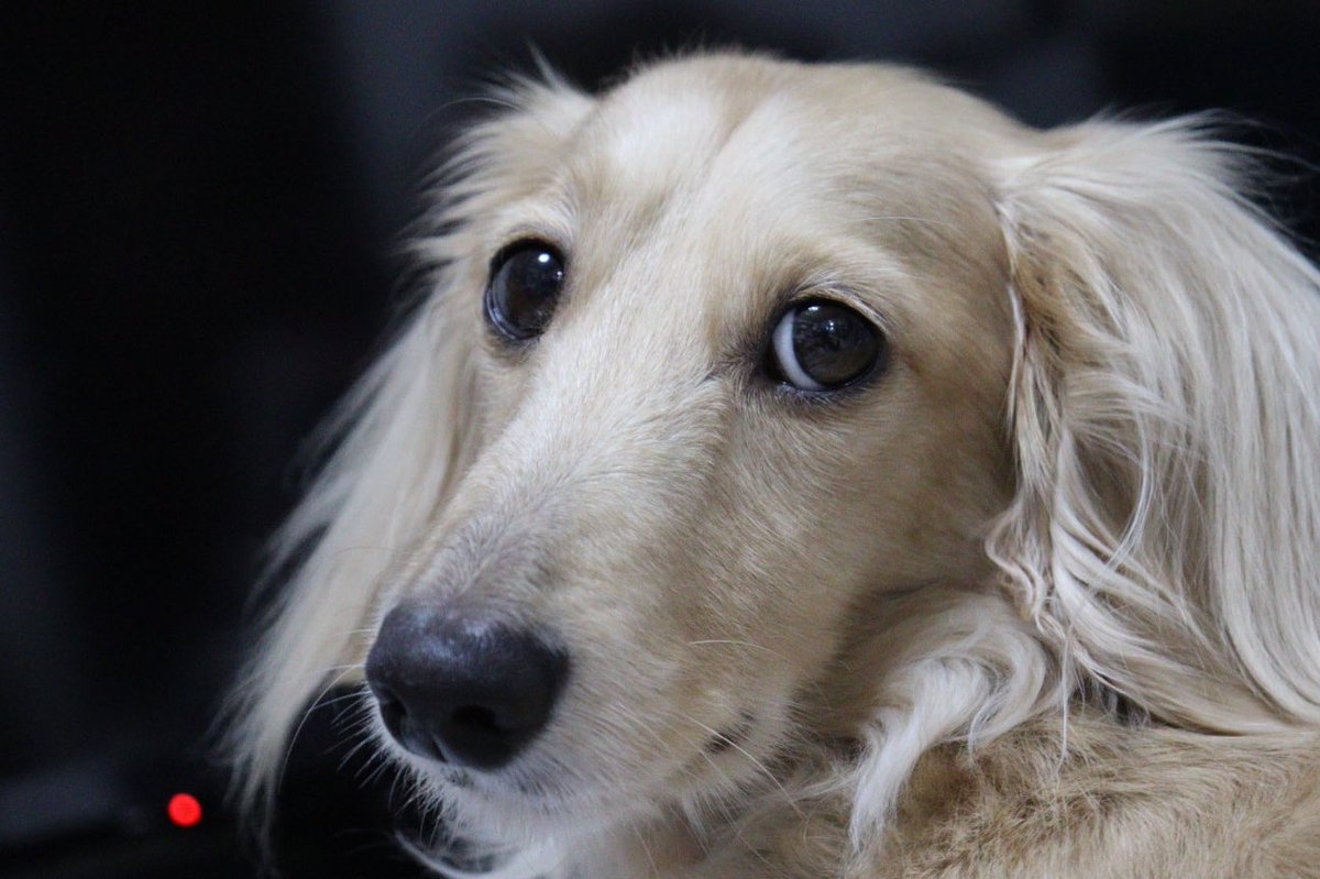 kotomac's tweet photo. 犬ドリルでうちの子の目がぁ〜。
表情豊かではあるけれど〜！
#いぬどりる
#ダックスドリル https://t.co/r5YHZvC6oY