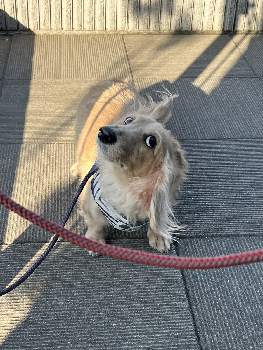 kotomac's tweet photo. 犬ドリルでうちの子の目がぁ〜。
表情豊かではあるけれど〜！
#いぬどりる
#ダックスドリル https://t.co/r5YHZvC6oY