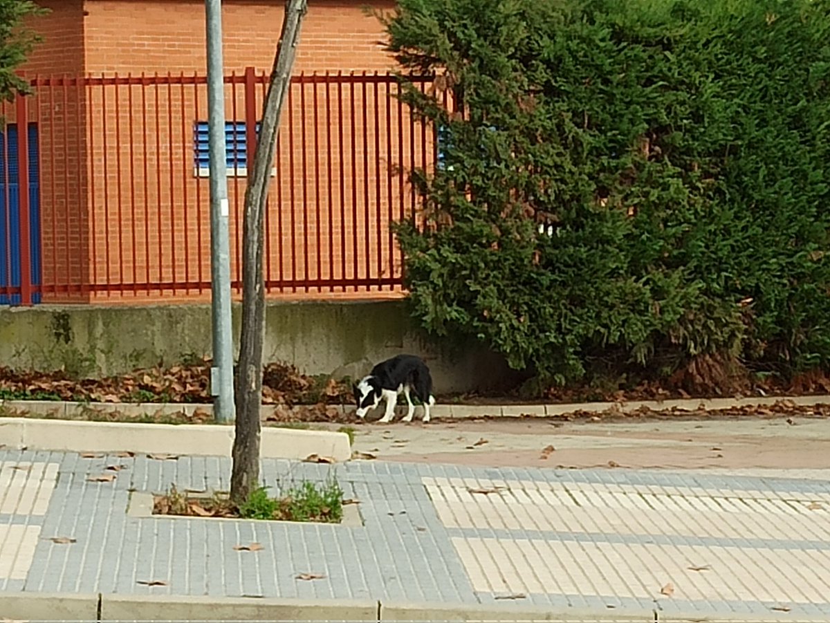 MgmLisa's tweet photo. Border Collie blanco y negro, visto por #Pizarrales suelto. Estaba nervioso y parecía desorientado. Llevaba collar. Imposible acercarme a él/ella. Lo he seguido desde la guardería de Pizarrales hasta la Avda Salamanca y ahí le he perdido. #Salamanca https://t.co/4LsoPITeax