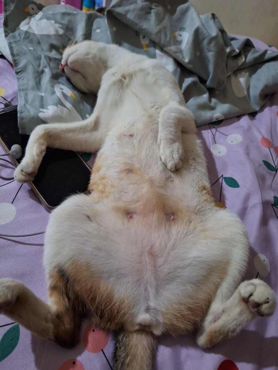 Jelek setelah steril lebih liar ternyata