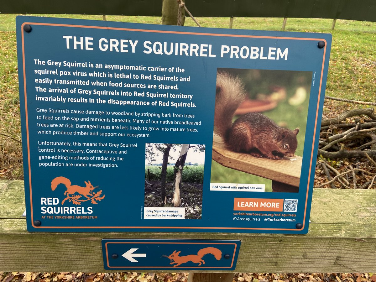 Yesterday was #RedSquirrelAppreciationDay!🐿️As a signatory of the @SquirrelAccord, we attend meetings to input towards best practice and research. The most recent @YorksArboretum has a large enclosure for native red squirrels, to breed and support reintroductions across England.