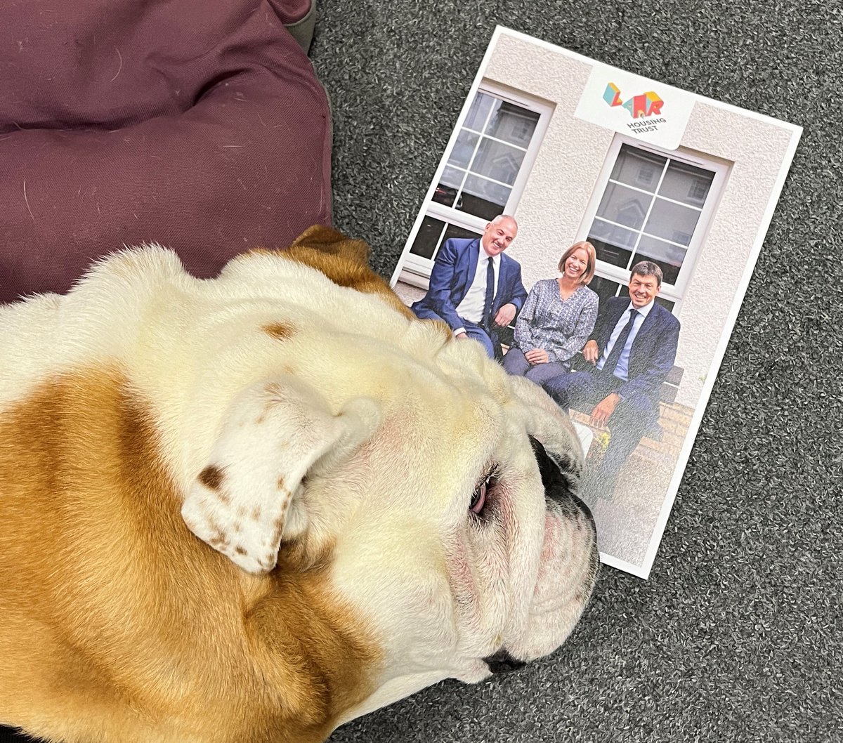 Cooper relaxing with our 2023 Annual Review at Lar HQ today #officedogs #HappyMonday