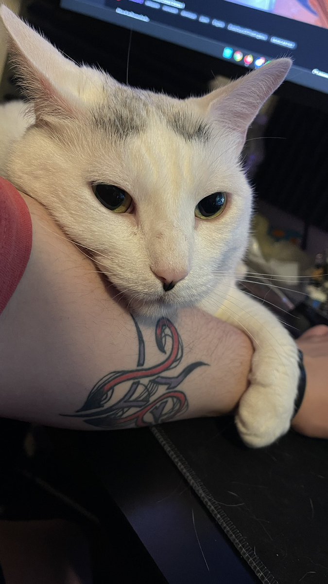 ProfSoru's tweet image. what’s not to love about this little face looking up at you before you start streams? 

We’re live! 
Link in bio 😌