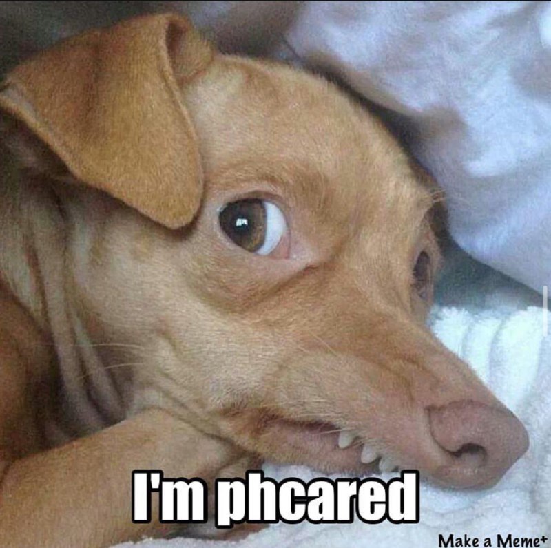 Gm $phteve gang!

Hi Phteven,

Don't be phcared. You'll be at $3m+ cap phoon buddy and everyone will want to pet you. #PetTheDog

<a href="/phtevencoin/">Phtevencoin</a>