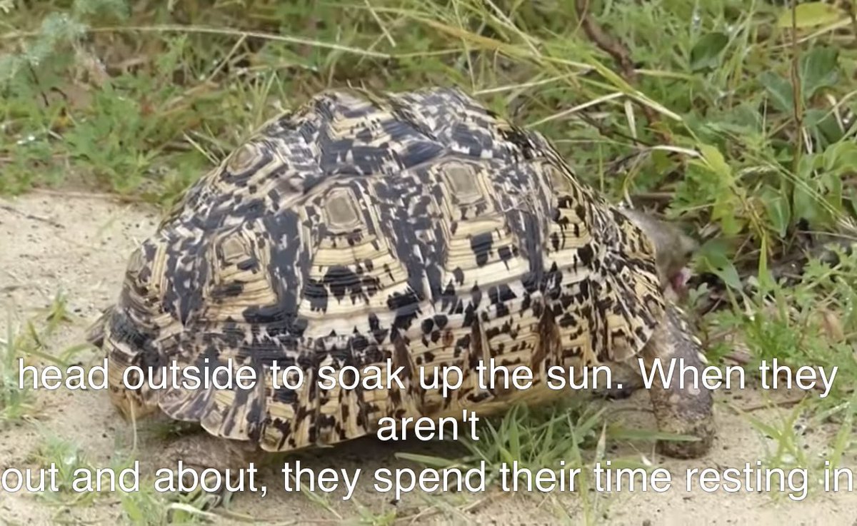 youtube.com/watch?v=FBWAd8…

Leopand tortoise FACT 
キノコも腐肉も口にする。カルシウム摂取のために骨もかじります、と。とても良いVIDEO