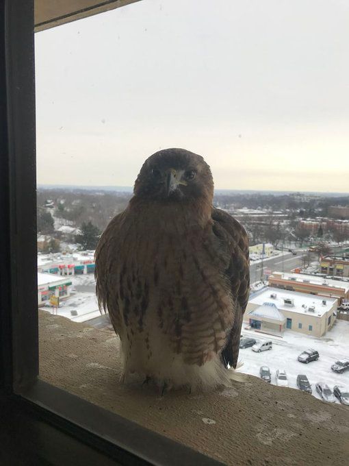 家の窓辺に来てくれた訪問鳥たち。（ただしデカイ） こんなことになったら、コーフンして卒倒するかも…… boredpanda.com/office-feather…