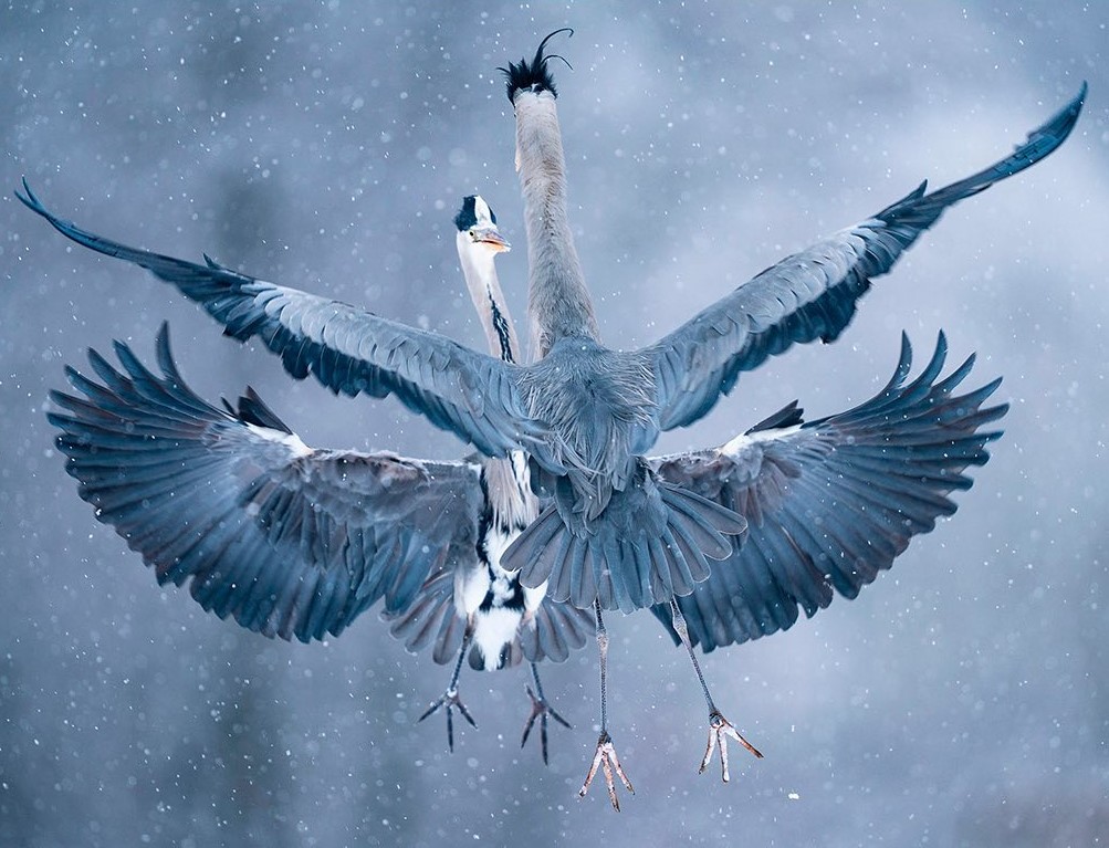 sonyitalia's tweet photo. Nuovo anno, nuova competizione! βπ
L'Alpha Winter Competition 2024 Γ¨ ora aperta: mostra il tuo talento con Sony, condividi i tuoi scatti invernali su Instagram usando l'hashtag Alpha Winter del tuo paese, per vincere un kit Sony!
#SonyAlpha #AlphaUniverse #AlphaWinter https://t.co/4yW9pwCcuc