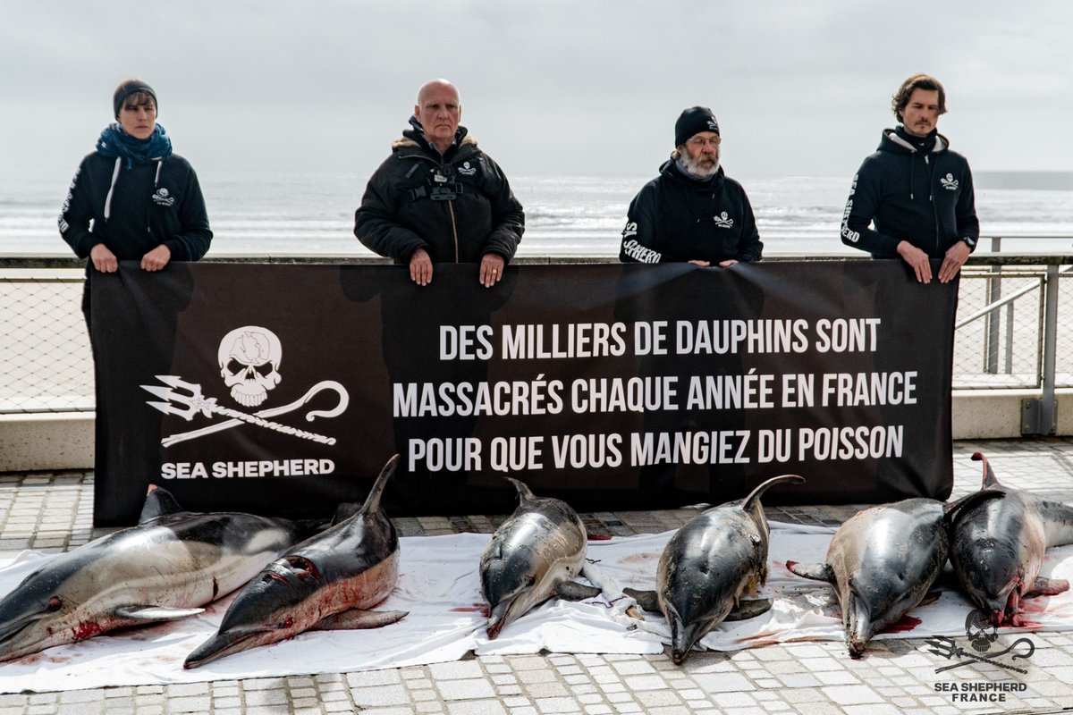 SeaShepherdFran's tweet photo. Captures de dauphins : une fermeture historique d’un mois qui ne changera rien à l’Histoire, à moins qu’ONGs et pêcheurs ne se parlent enfin.

Aujourd’hui, la décision du Conseil d’État entre en vigueur. Le golfe de Gascogne est interdit aux engins de pêche impliqués dans les captures de dauphins. Cette mesure d’urgence intervient au bout de plusieurs années pendant lesquelles les scientifiques et les ONGs n’ont cessé d’alerter sur le fait que le nombre de dauphins tués par les engins de pêche chaque année (nombre qui ne cesse d’augmenter d’année en année) est intenable pour la survie de la population. Malgré l’évidence, nous sommes face à un mur de déni et une diabolisation des ONGs, savamment orchestré par les Comités des Pêches pour empêcher tout dialogue constructif et détourner l’attention de leurs propres manquements et de leurs propres mensonges. On sait déjà que ce mois de fermeture n’entraînera pas de baisse significative des captures, c’est clairement stipulé dans le rapport du CIEM.

Les scientifiques du CIEM le disent clairement : pour être efficaces et pour empêcher l’extinction de la population de dauphins du golfe de Gascogne, il faudra des mesures qui s’étendent bien plus dans le temps.

Dans son rapport de 2023, le CIEM indique que des mesures qui auraient encore pu être efficaces en 2020 ne le sont plus aujourd’hui en raison de l’augmentation des captures et de la dégradation de l’état de conservation de la population.

Depuis 2018, Sea Shepherd France se rend sur les zones de pêche et alerte sur la problématique que les scientifiques dénoncent depuis plus longtemps encore, en vain.

Depuis 2018, nous cherchons à échanger avec les pêcheurs pour trouver des solutions, depuis 2018, nous sommes face à un mur de déni et nous sommes diabolisés par les Comités des Pêches. Dans le même temps, nous sommes confrontés à une majorité de pêcheurs qui ne déclare pas les captures, ce qui a empêché toute analyse fine de la situation pour mettre en place des mesures aussi ciblées et justes que possible.

Si les Comités des pêches ont une grande responsabilité dans la crise actuelle, en diabolisant les ONGs et les scientifiques et en empêchant tout dialogue constructif et mise en place de solutions efficaces, certaines idées reçues et une perception déformée de la réalité chez bon nombre de pêcheurs, doivent être dépassées.
Parmi ce qui revient souvent dans le discours des pêcheurs, on entend par exemple que :
• La population de dauphins est stable, il n’y aurait donc aucune urgence.
• Les dauphins ont été totémisés à outrance, alors qu’il y a à peine plus de 40 ans, considérés comme des nuisibles, les pêcheurs recevaient des primes pour les tuer.
• ONGs et scientifiques ne sont pas crédibles, ne connaissent pas la mer et sont dogmatiques.
• Les dauphins sont des concurrents pour les pêcheurs, moins de dauphins = plus de poissons…

Sur tous ces points, il est essentiel que nous puissions échanger avec les pêcheurs. Encore faut-il qu’ils acceptent la main que nous leur tendons depuis des années. C’est la condition sine qua non si on veut avoir une chance de trouver des solutions écologiquement efficaces et socialement acceptables, dans un contexte global d’effondrement du Vivant.

Les vrais fossoyeurs non seulement de la pêche mais surtout de l’océan lui-même, ne sont pas les ONGs comme se plait à le dire Olivier Le Nezet, Président du Comité National des Pêches, mais bien ce déni de la réalité et cette fermeture au dialogue qui ont amené la crise dans laquelle nous sommes aujourd’hui. Il n’est pas trop tard pour en sortir.

Lien vers le rapport du CIEM : https://t.co/KkDFi1xEYS

@Ecologie_Gouv @MerGouv @ChristopheBechu @CNPMEM