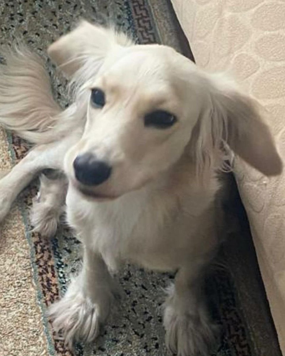 BARINAĞA BIRAKACAKLAR 

2 yaşında, tuvalet eğitimi olan, golden cocker karışımı, aşıları tam ve çipi olan bir yavruya yuva aranıyormuş, yoksa barınağa bırakılacakmış, belki faydası olur paylaşımın yuva bulabiliriz İstanbul 

İnstagram <a href="/yesimtarkal/">Yeşim Tarkal</a>

#Sokakhayvanlarisahipsizdeğil