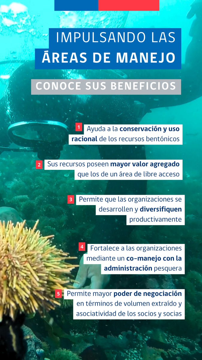 indespacl's tweet photo. Las Áreas de Manejo y Explotación de Recursos Bentónicos #AMERB son sectores de mar delimitados, donde se otorga a las organizaciones derechos de uso o explotación exclusiva sobre los recursos bentónicos y algas presentes en el área. Conoce aquí 5 de sus beneficios: https://t.co/wFeqNPYN2M