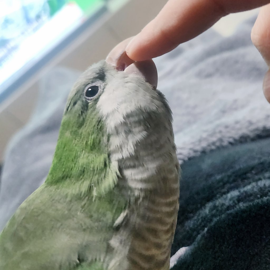 크롱이가 크롱하는 중입니다