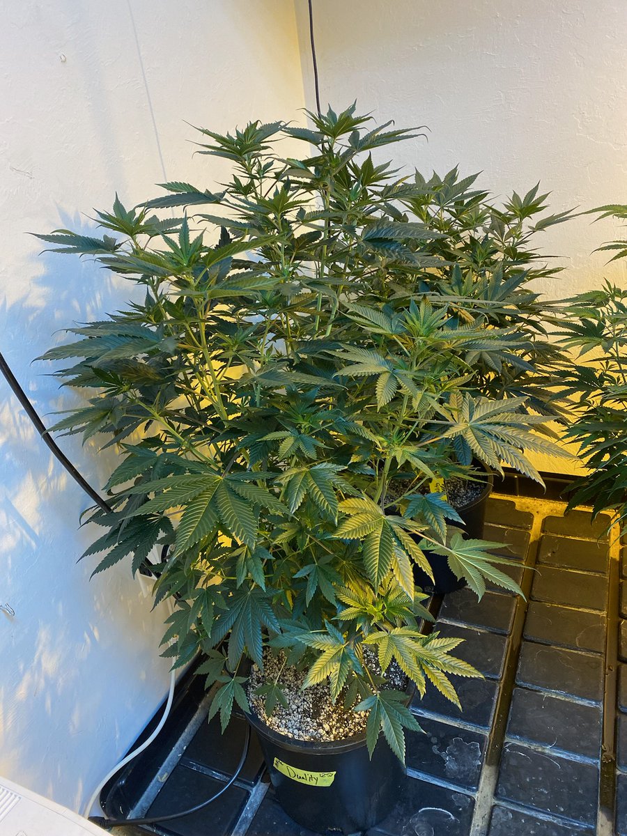 PStarseed420's tweet photo. Duality
Kandahar Black x Project 4516

This is a male being grown by @TreezEmerald. This guy is a stud! 
Have an awesome Monday everybody and much love. 🙂💚🤙 https://t.co/AHd57ggUwb