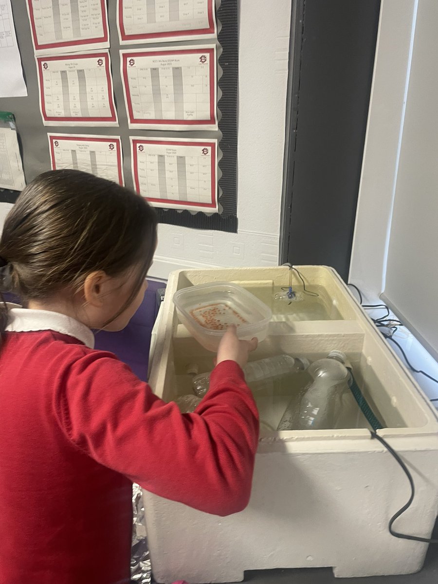 CraigtonPrimary's tweet photo. A very exciting day for P5 and P5/4, our brown trout eggs have been delivered! #ClydeintheClassroom #STEMGlasgow https://t.co/2jpyzbFmtR